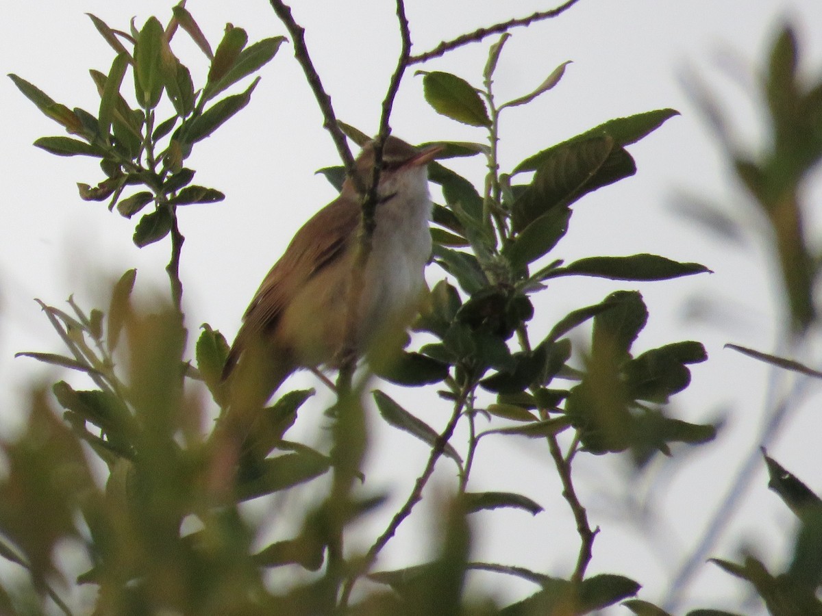 Great Reed Warbler - Filipe Pereira