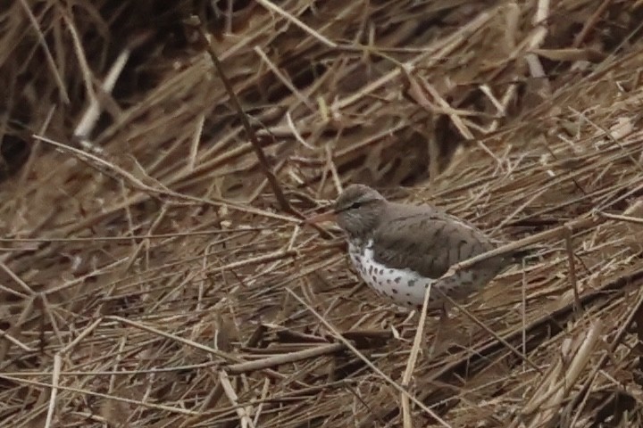 Spotted Sandpiper - ML617982123