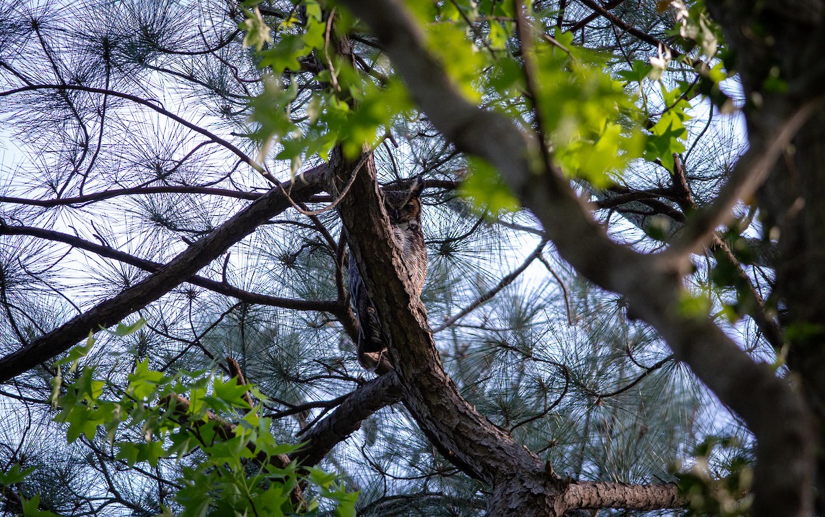 Great Horned Owl - ML617982125
