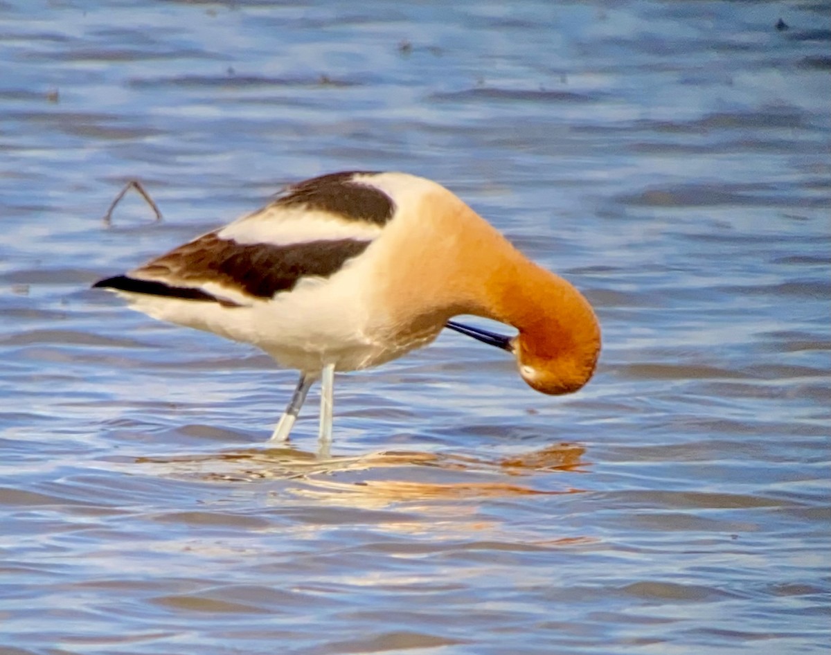 American Avocet - ML617982133