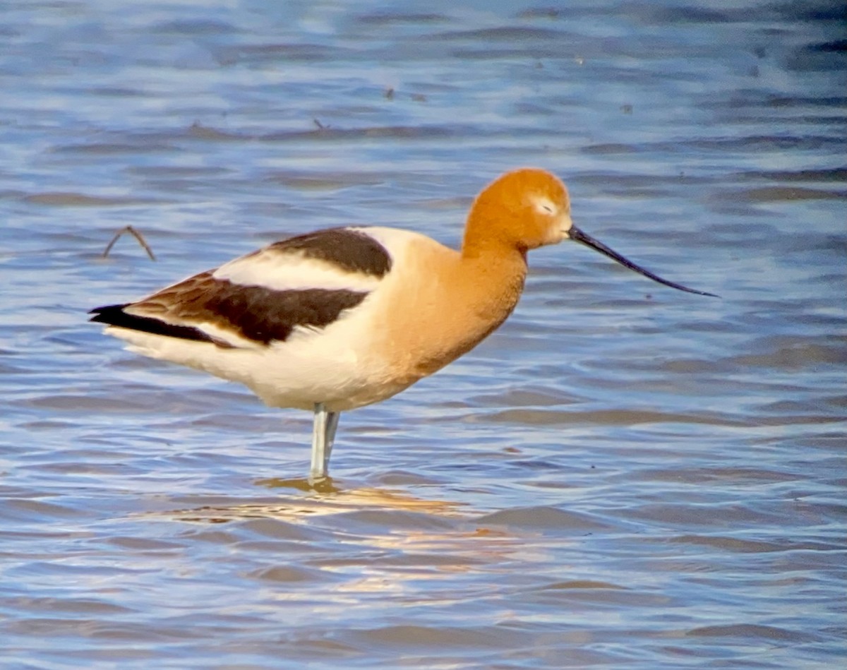 American Avocet - ML617982134