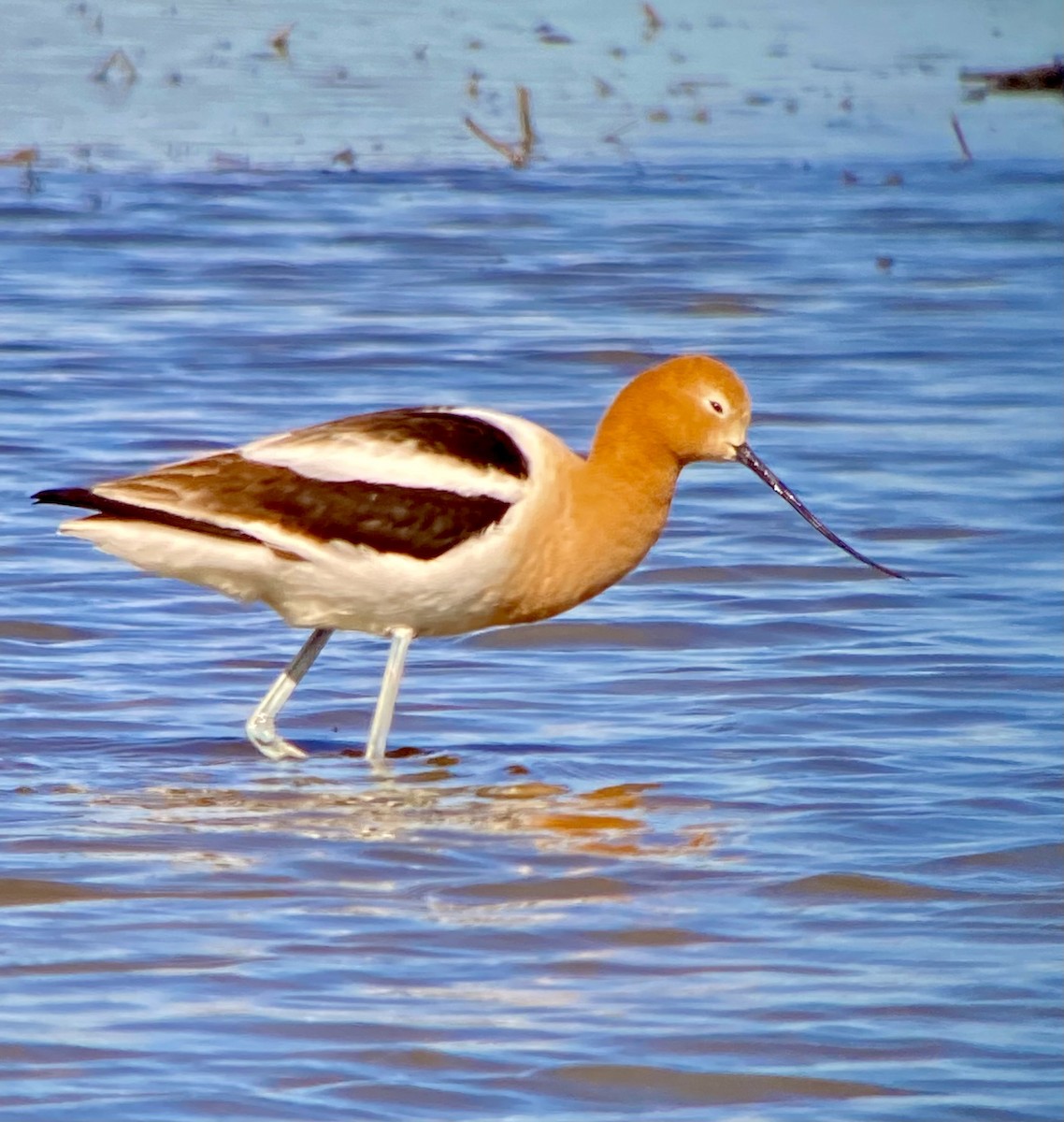 American Avocet - ML617982136