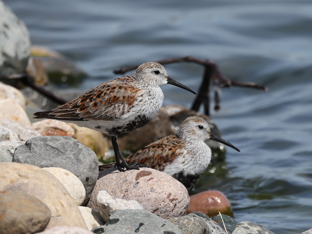 Dunlin - Myles McNally