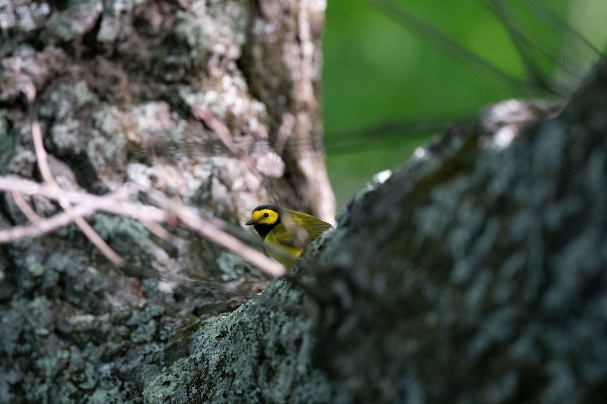 Hooded Warbler - ML617982161