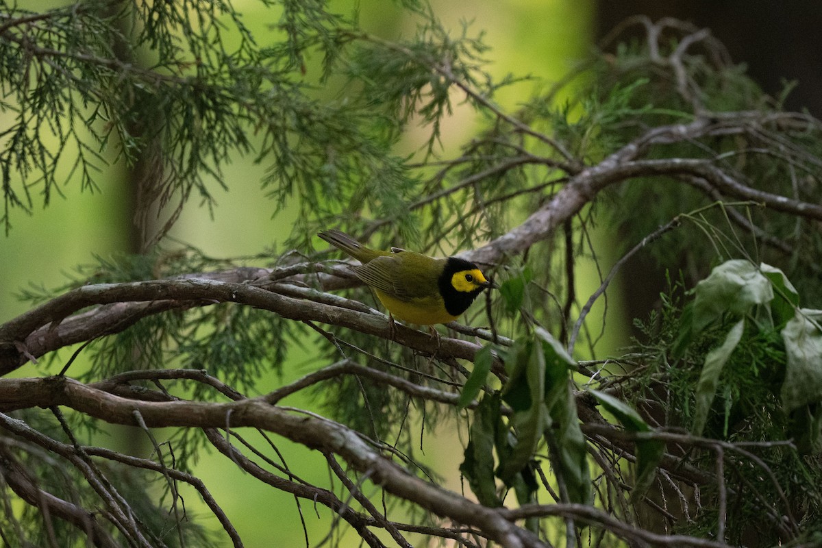 Hooded Warbler - ML617982162