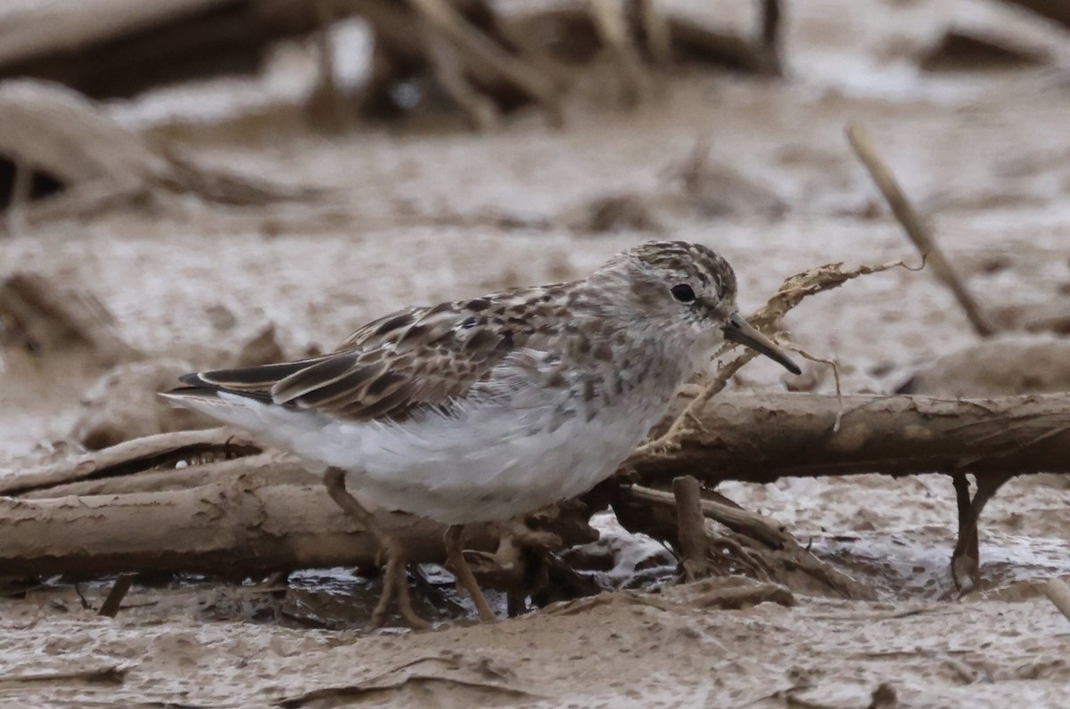 Least Sandpiper - ML617982167