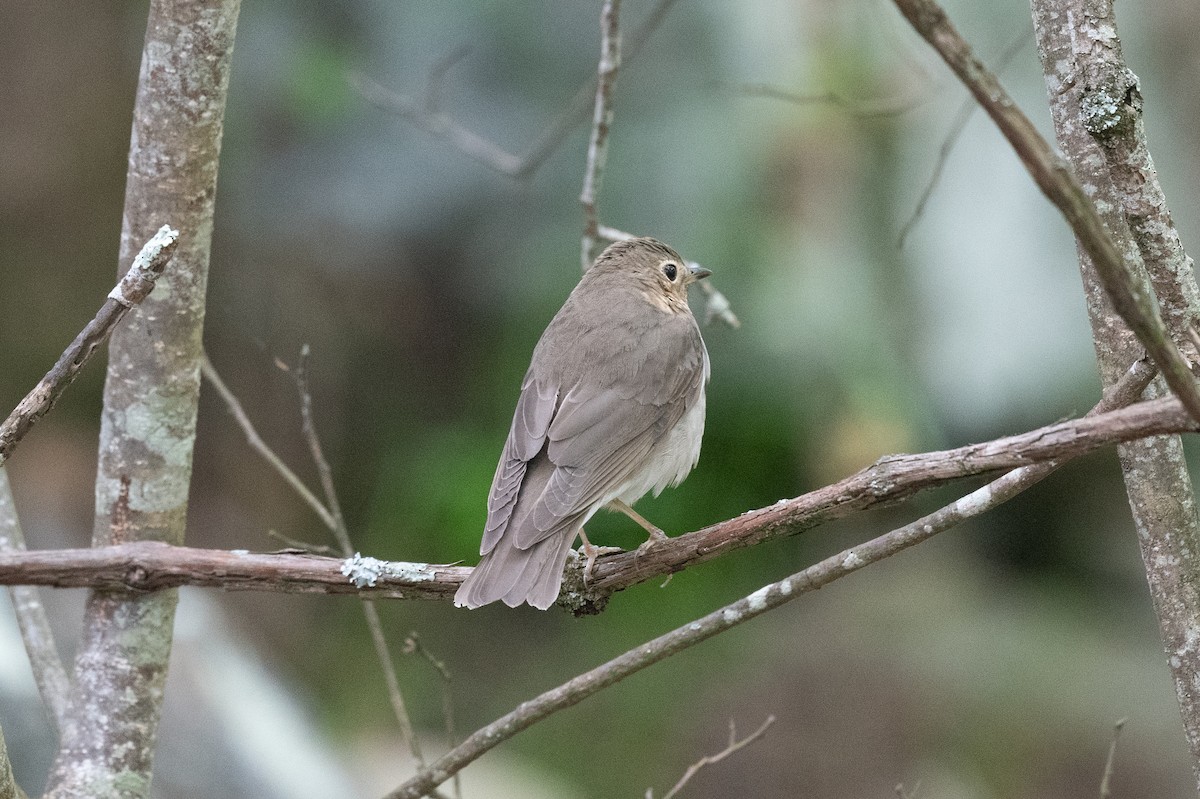 Swainson's Thrush - ML617982168