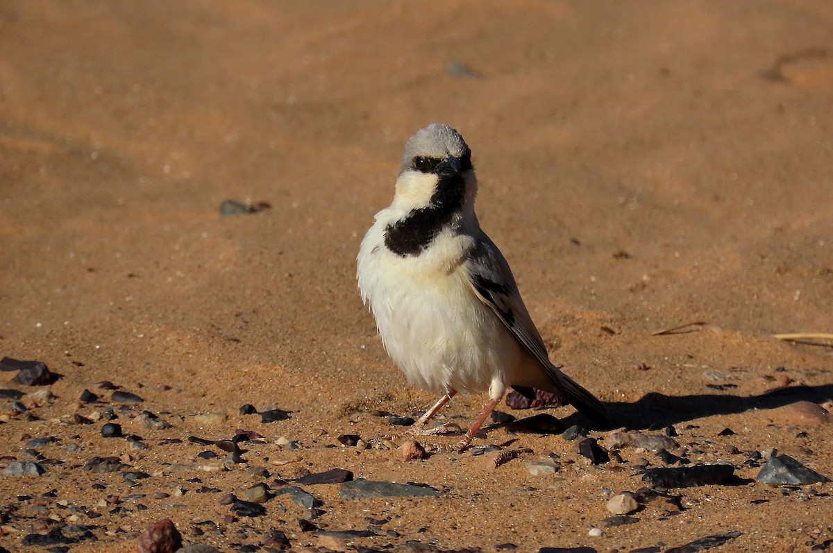 Desert Sparrow - José María García Jiménez