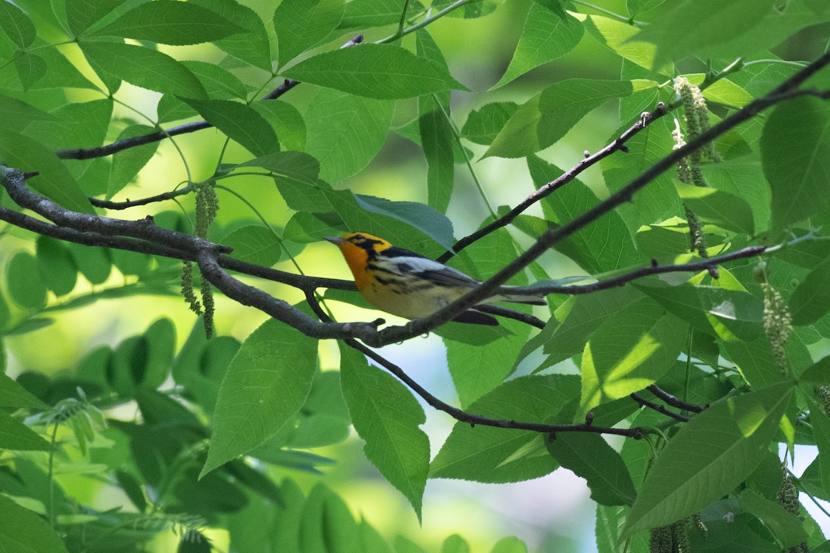 Blackburnian Warbler - ML617982181