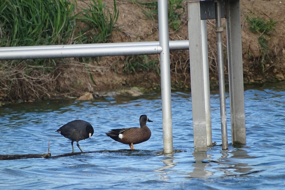 Blue-winged Teal - ML617982184