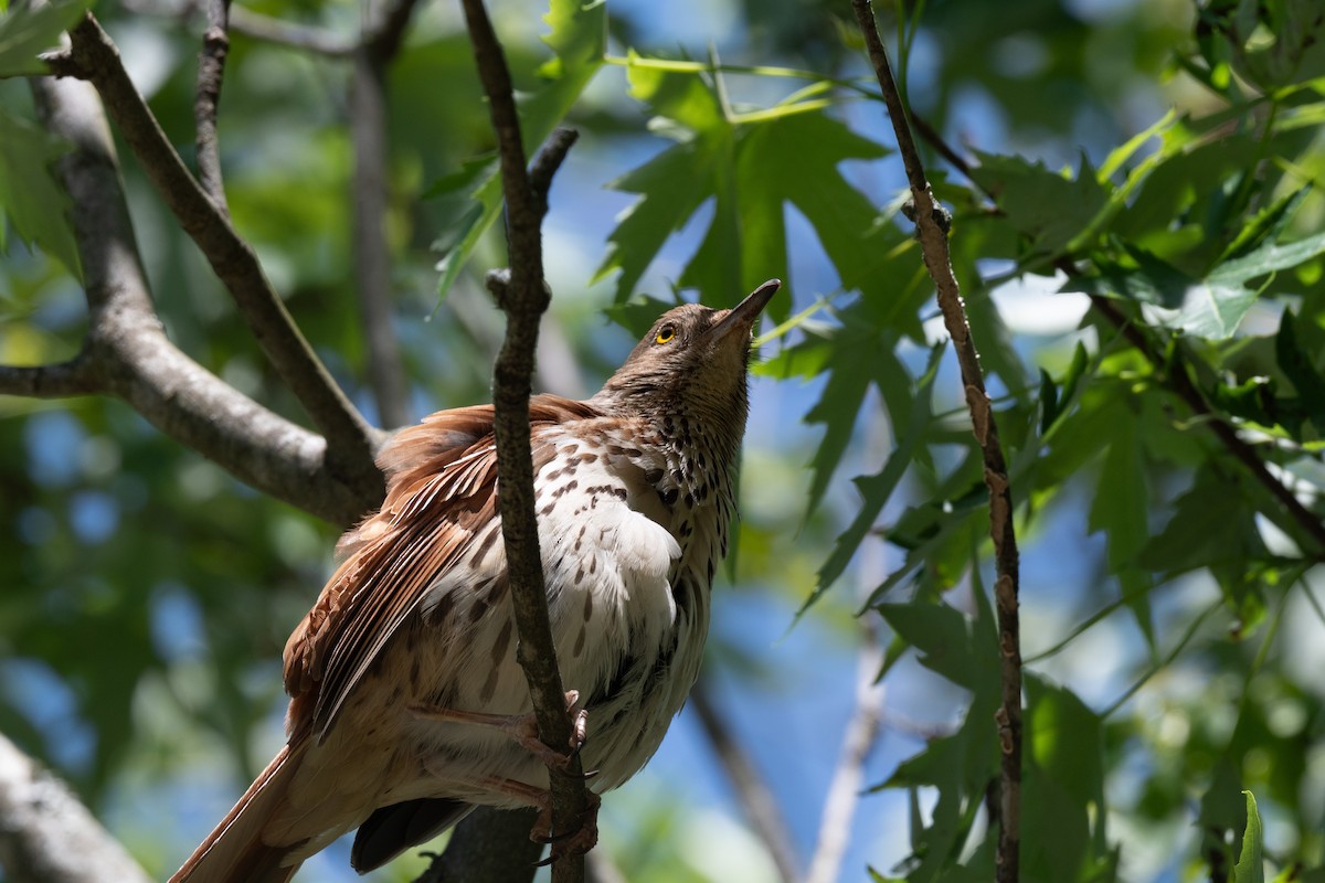 Brown Thrasher - ML617982185