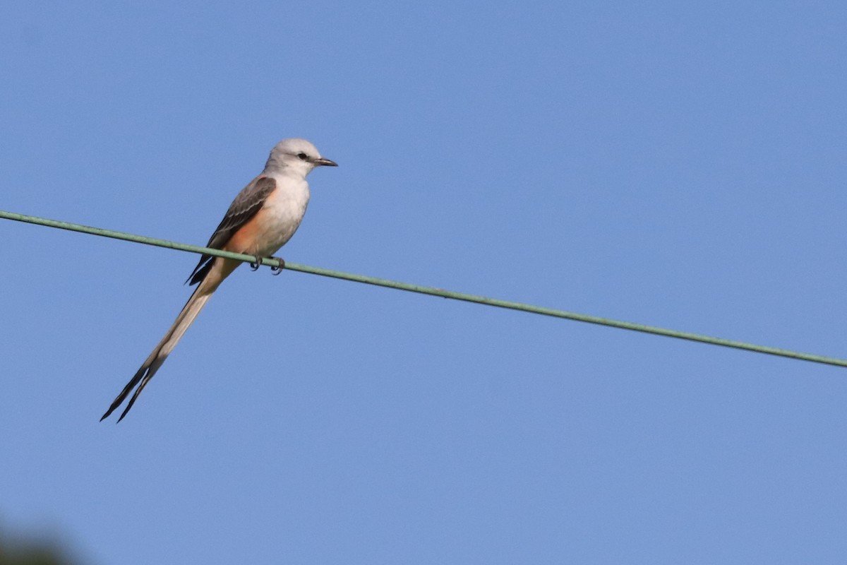 Scissor-tailed Flycatcher - Phil Stouffer