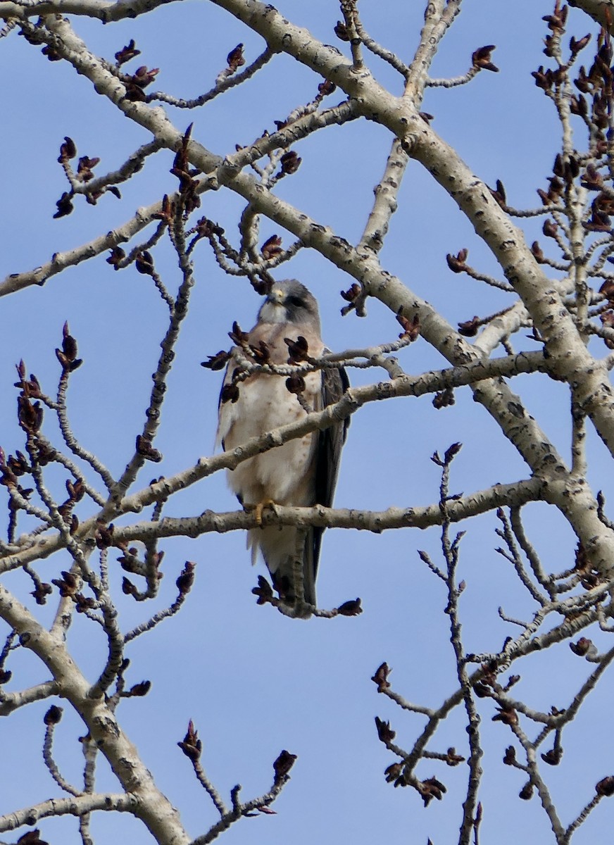 Swainson's Hawk - ML617982234