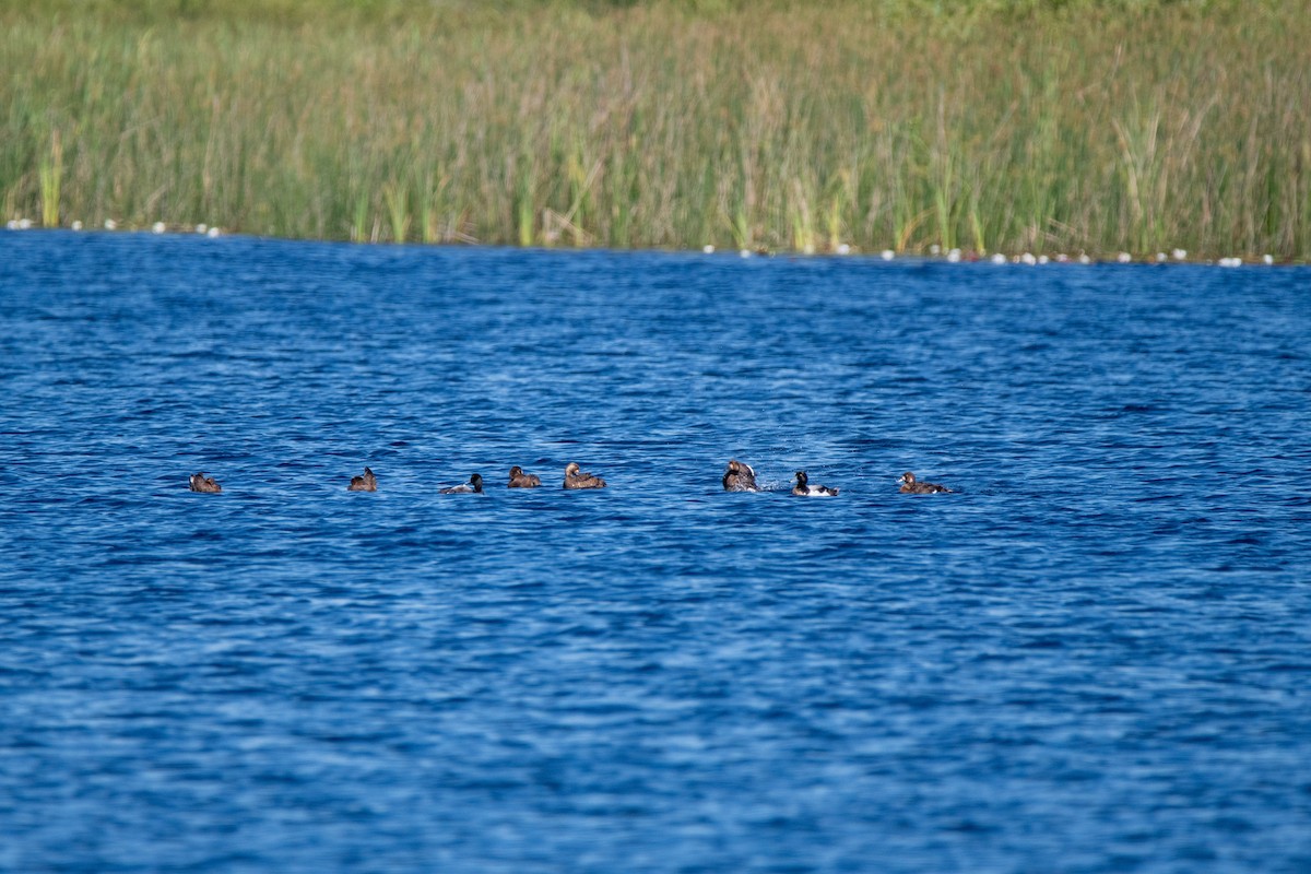 Lesser Scaup - Robert Morecraft