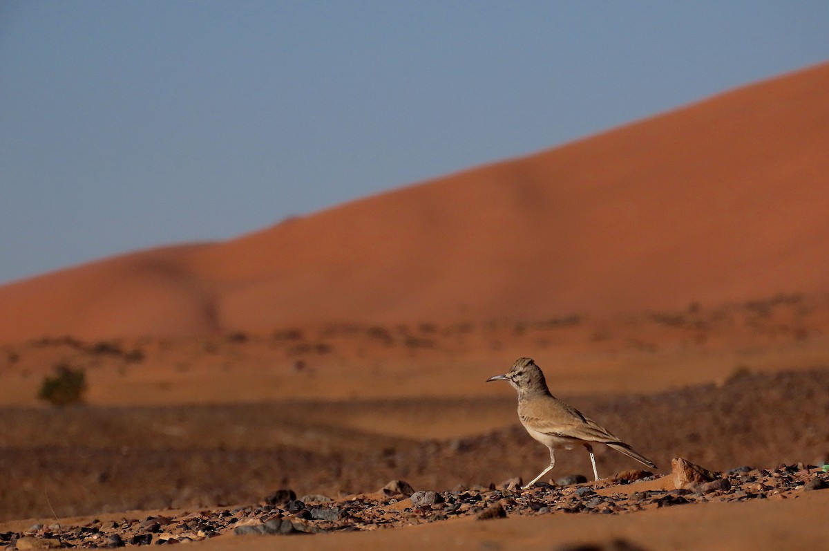 Greater Hoopoe-Lark - José María García Jiménez