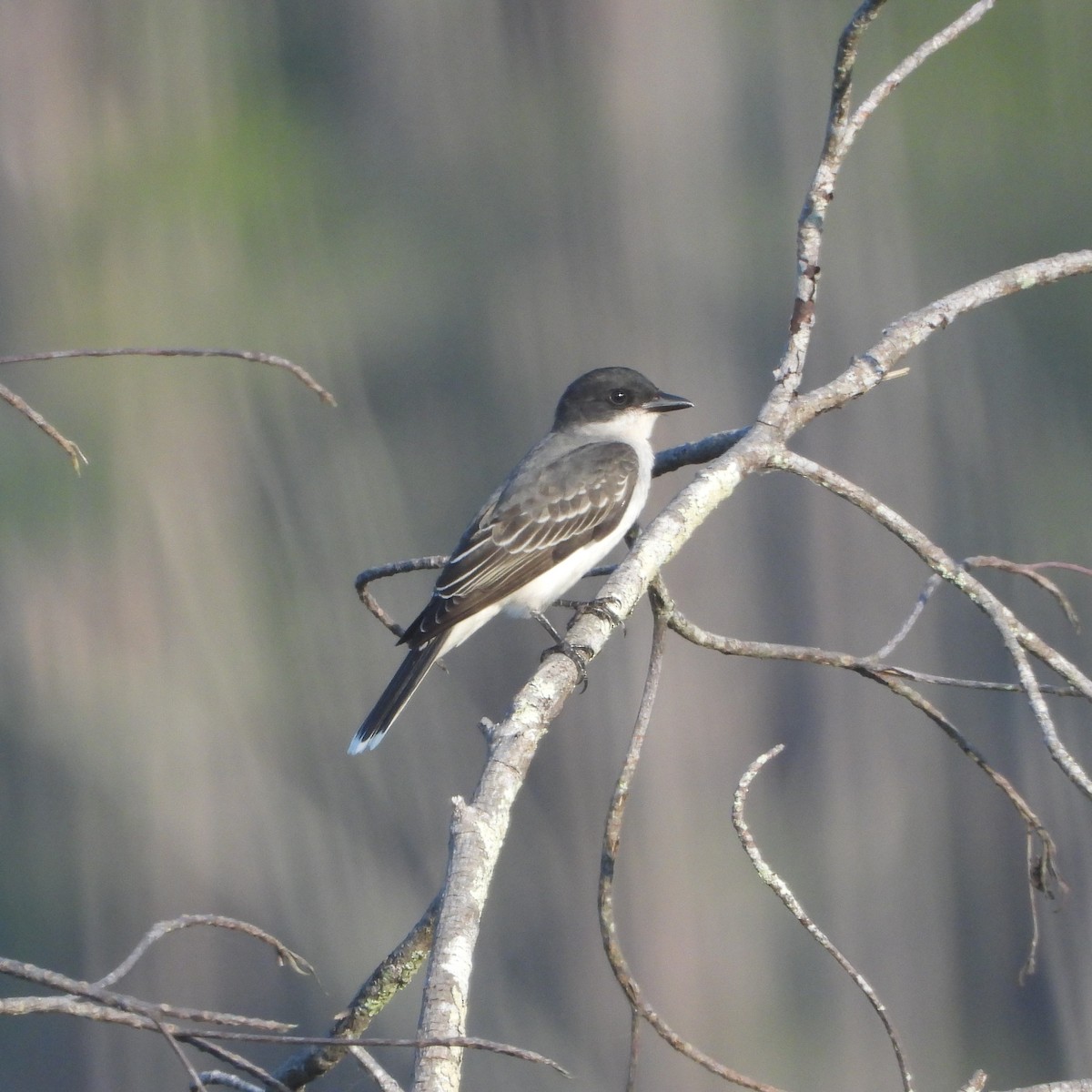 Eastern Kingbird - ML617982281