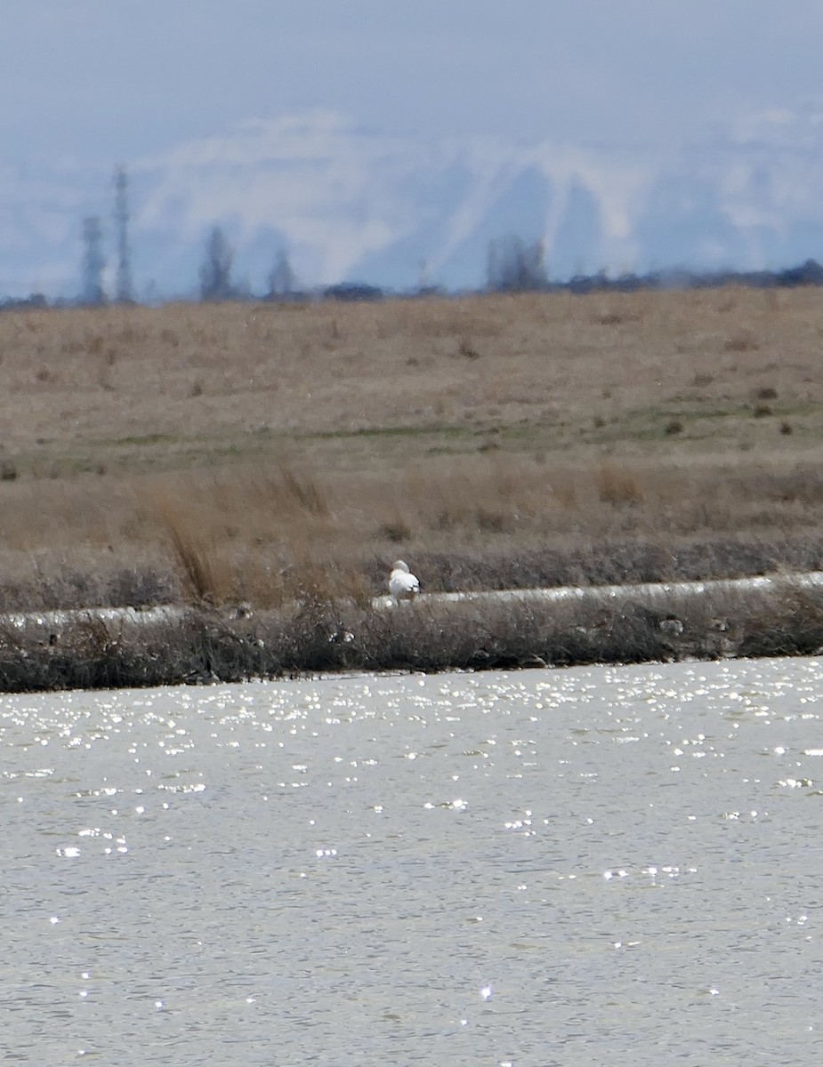 Snow Goose - ML617982292