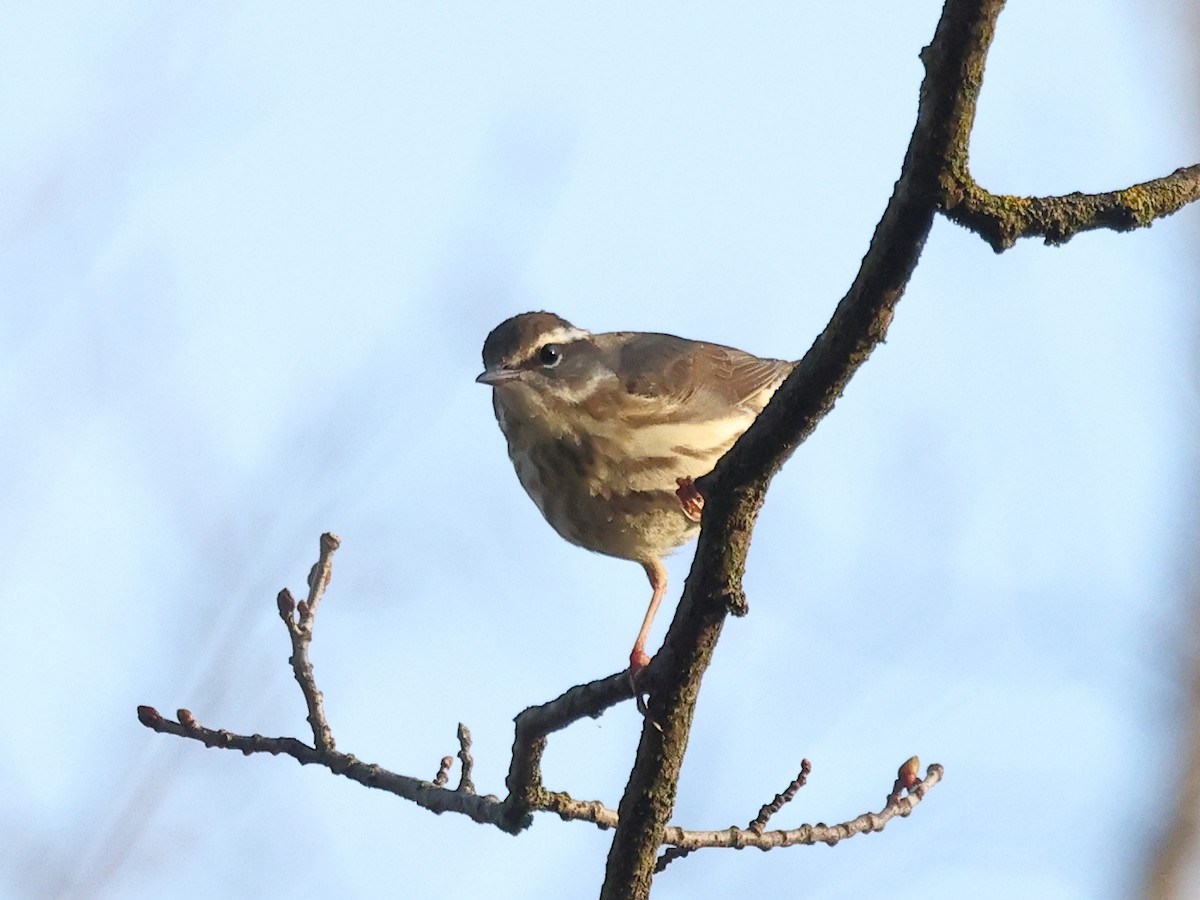 Louisiana Waterthrush - ML617982299