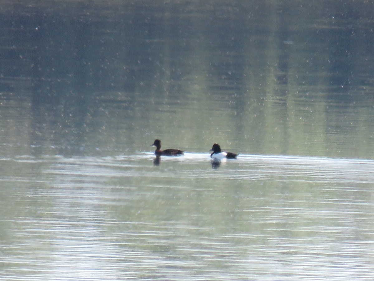 Tufted Duck - ML617982328