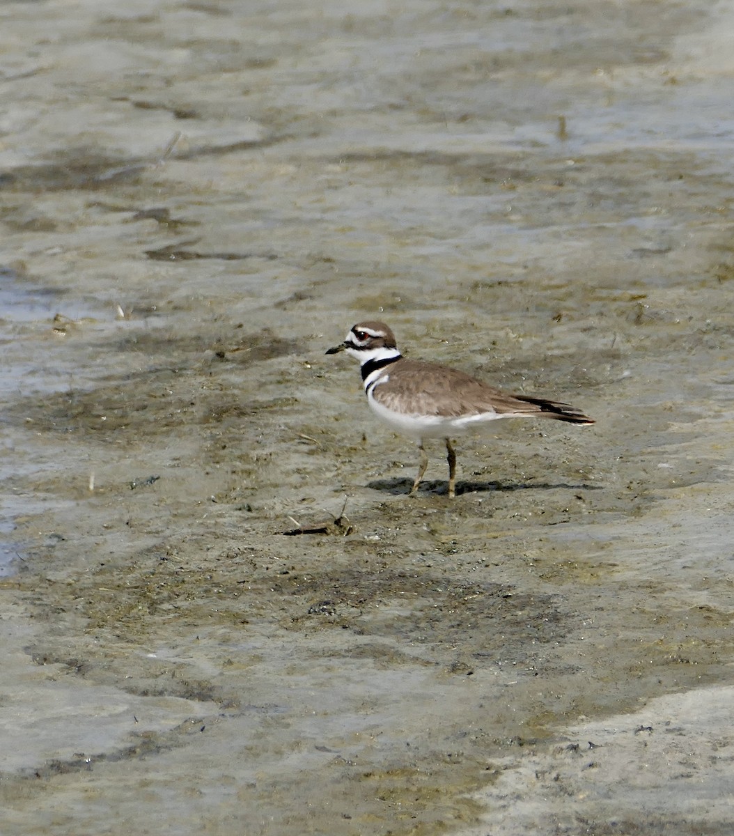 Killdeer - ML617982329