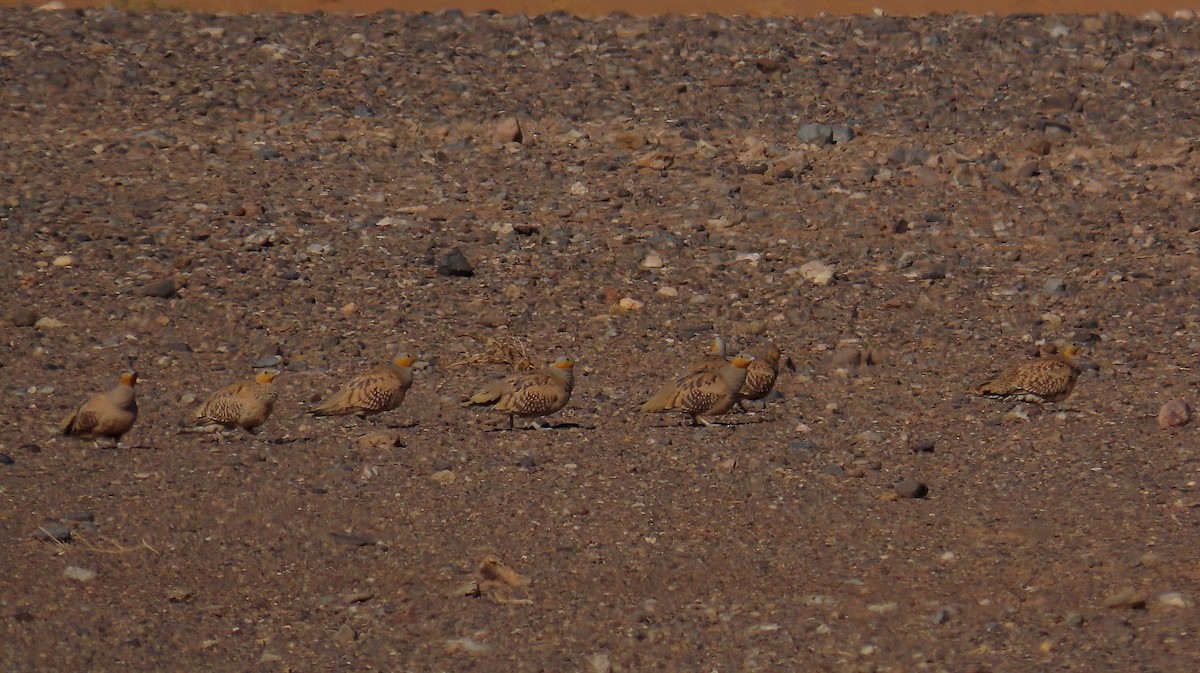 Spotted Sandgrouse - ML617982331