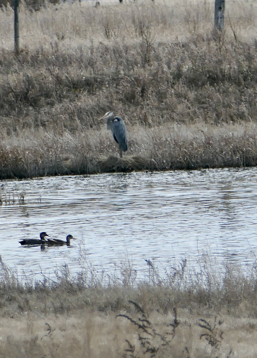 Great Blue Heron - ML617982342