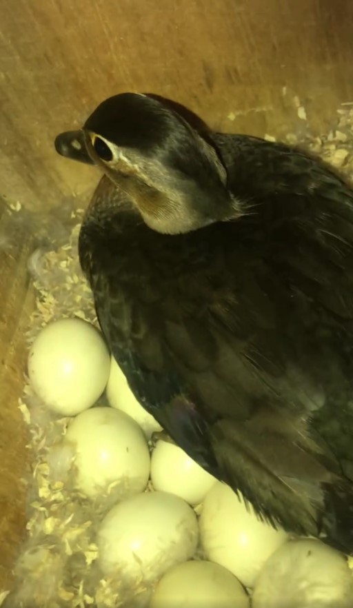 Wood Duck - ML617982344