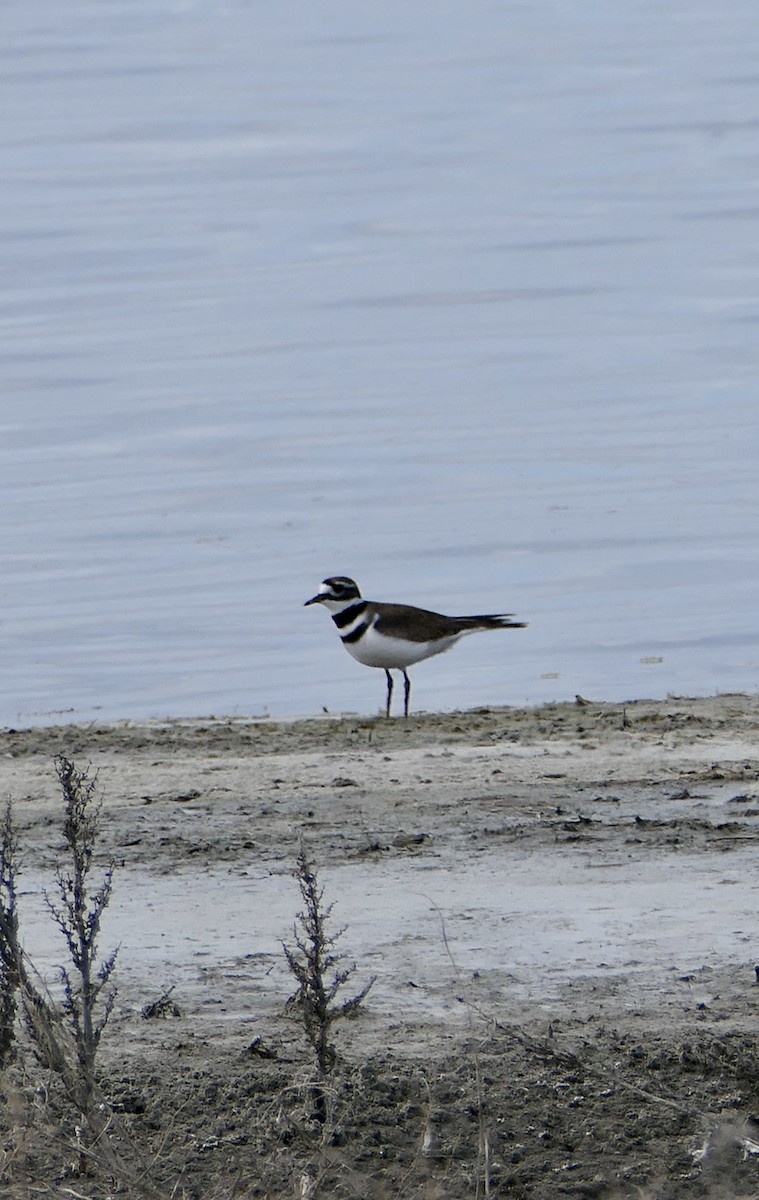 Killdeer - ML617982357