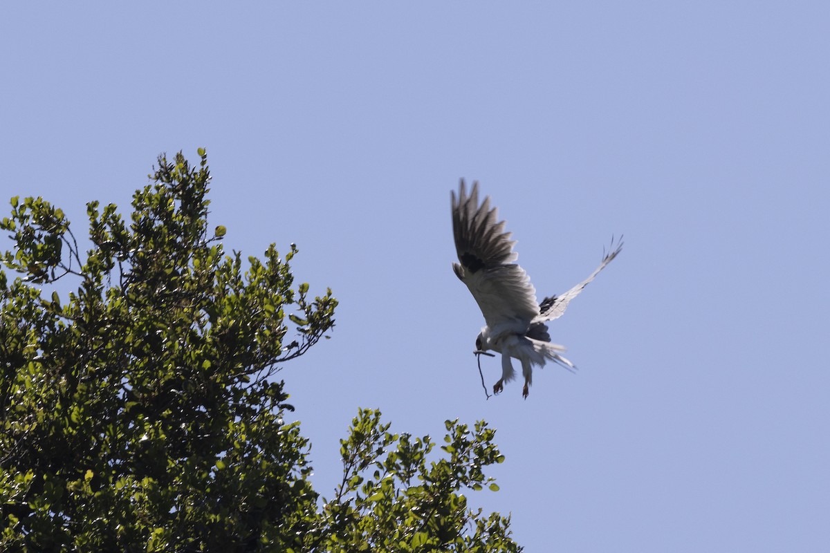 White-tailed Kite - ML617982364
