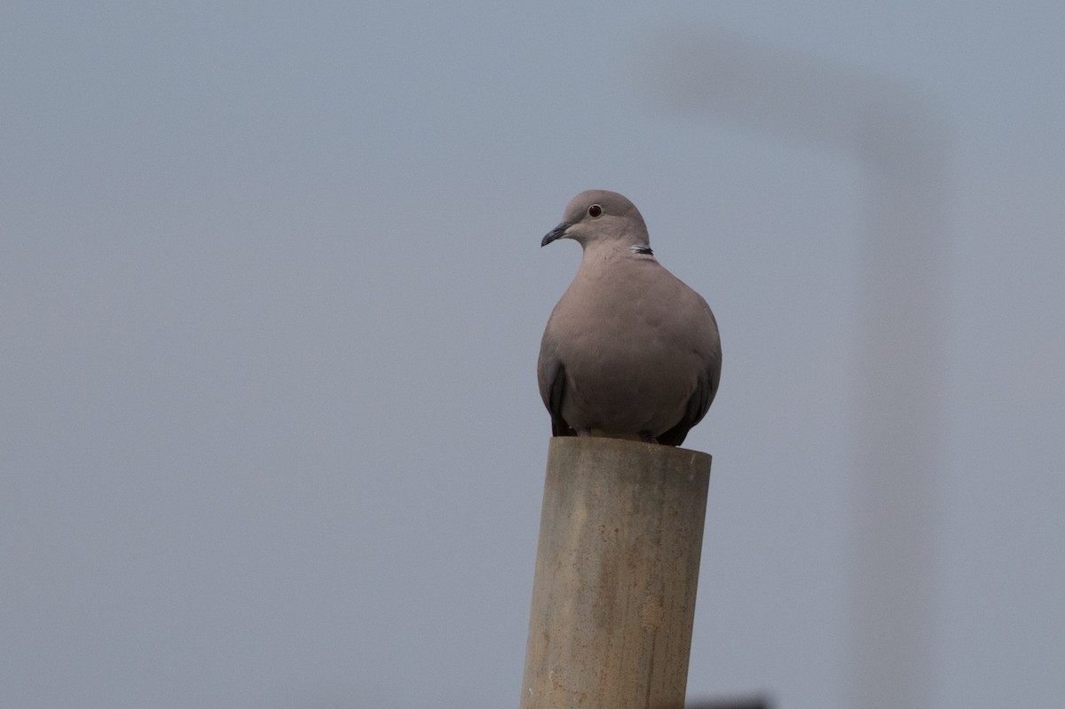 Eurasian Collared-Dove - ML617982365