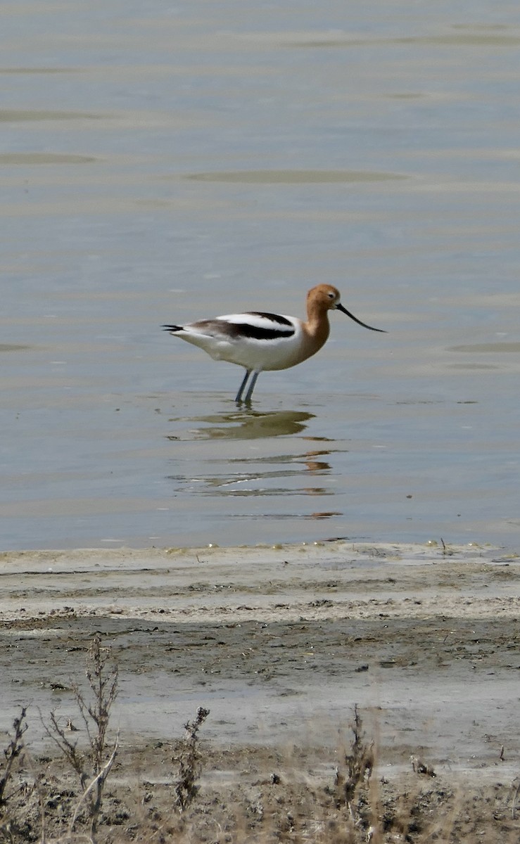 American Avocet - ML617982368