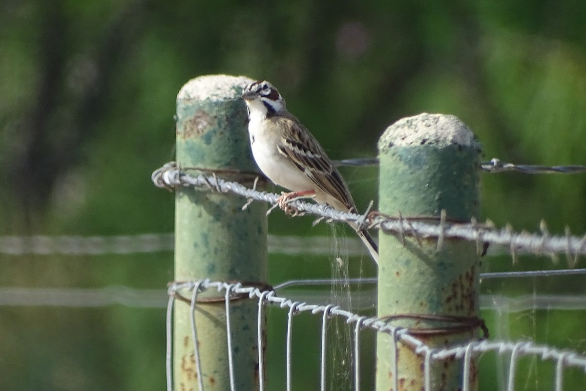 Lark Sparrow - Jim Fiorentino