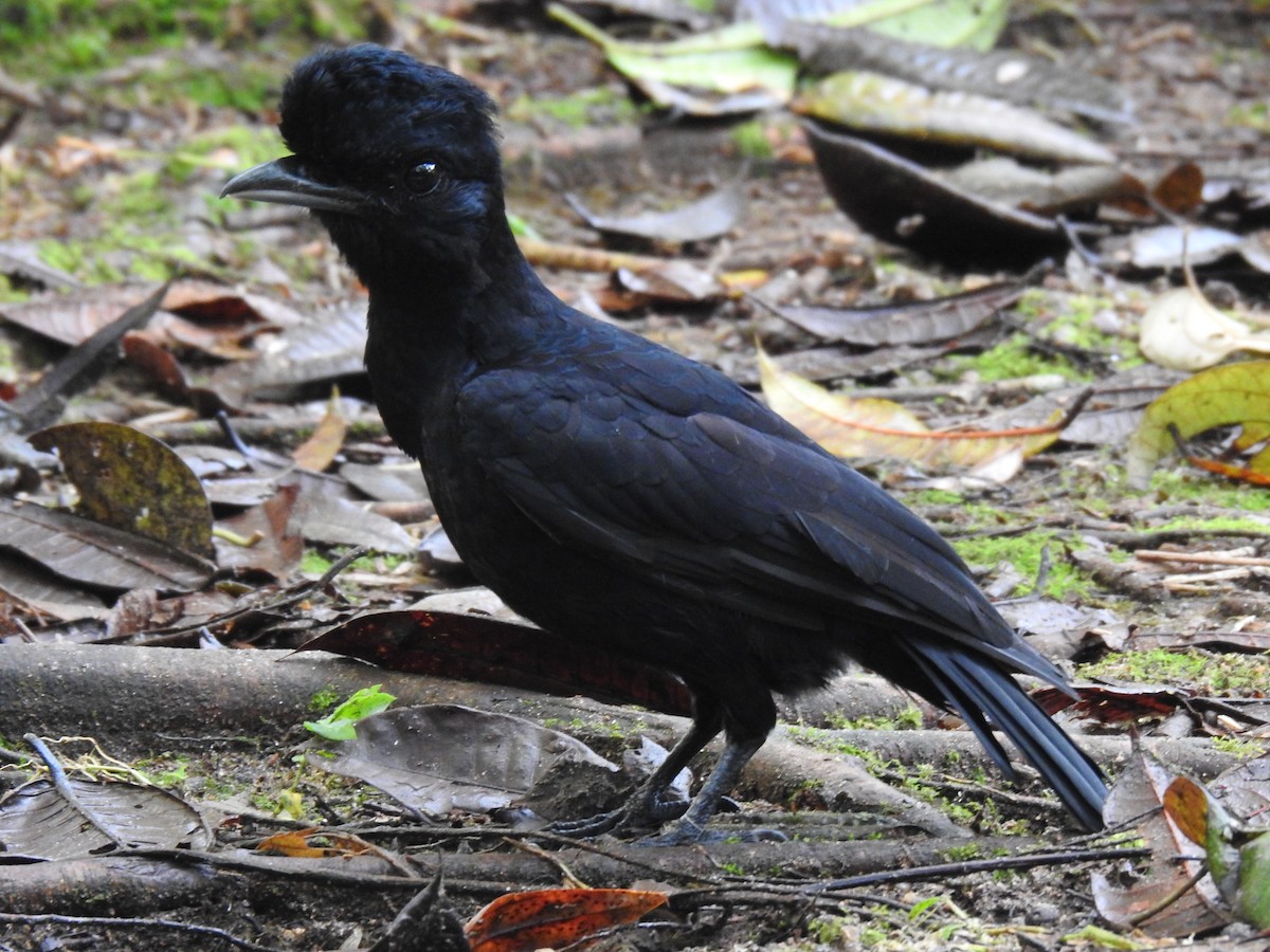 Long-wattled Umbrellabird - Justin Harris