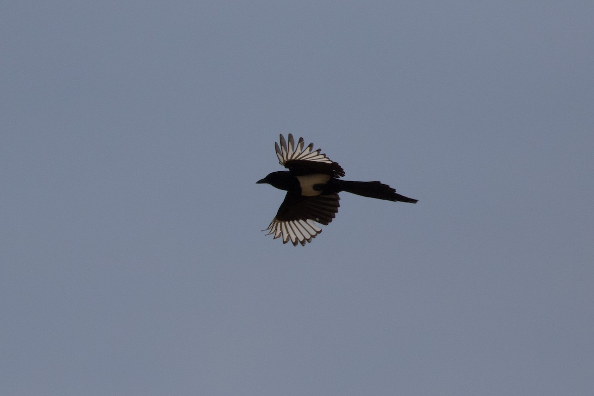 Eurasian Magpie - ML617982417