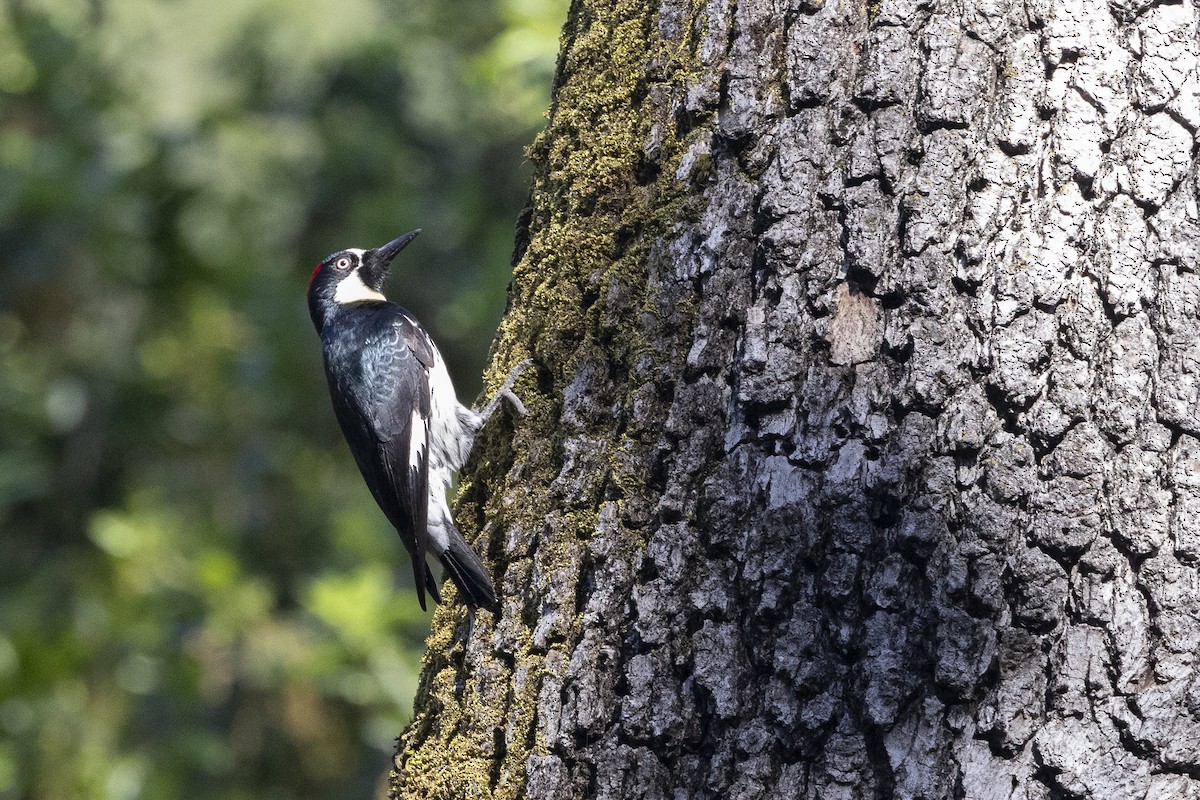 Acorn Woodpecker - ML617982464