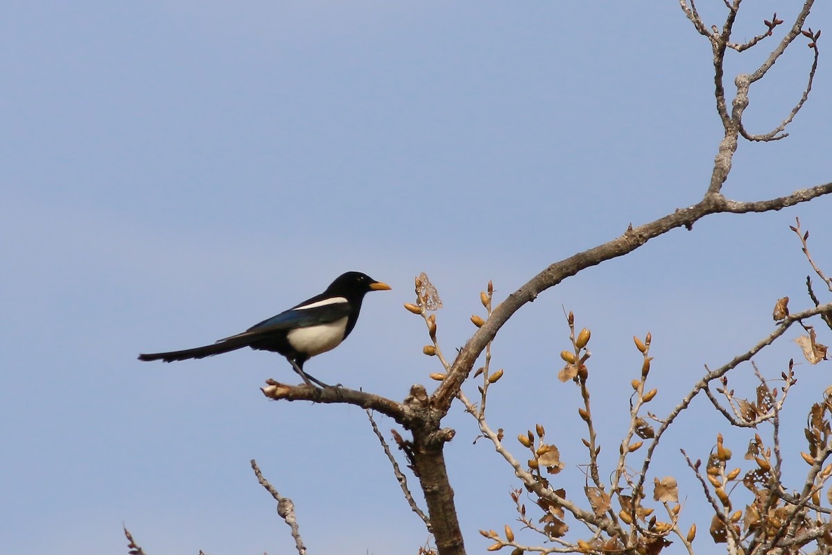 Yellow-billed Magpie - Jan Andersson