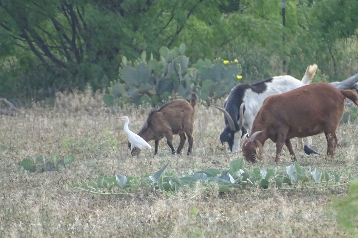 Western Cattle Egret - ML617982489