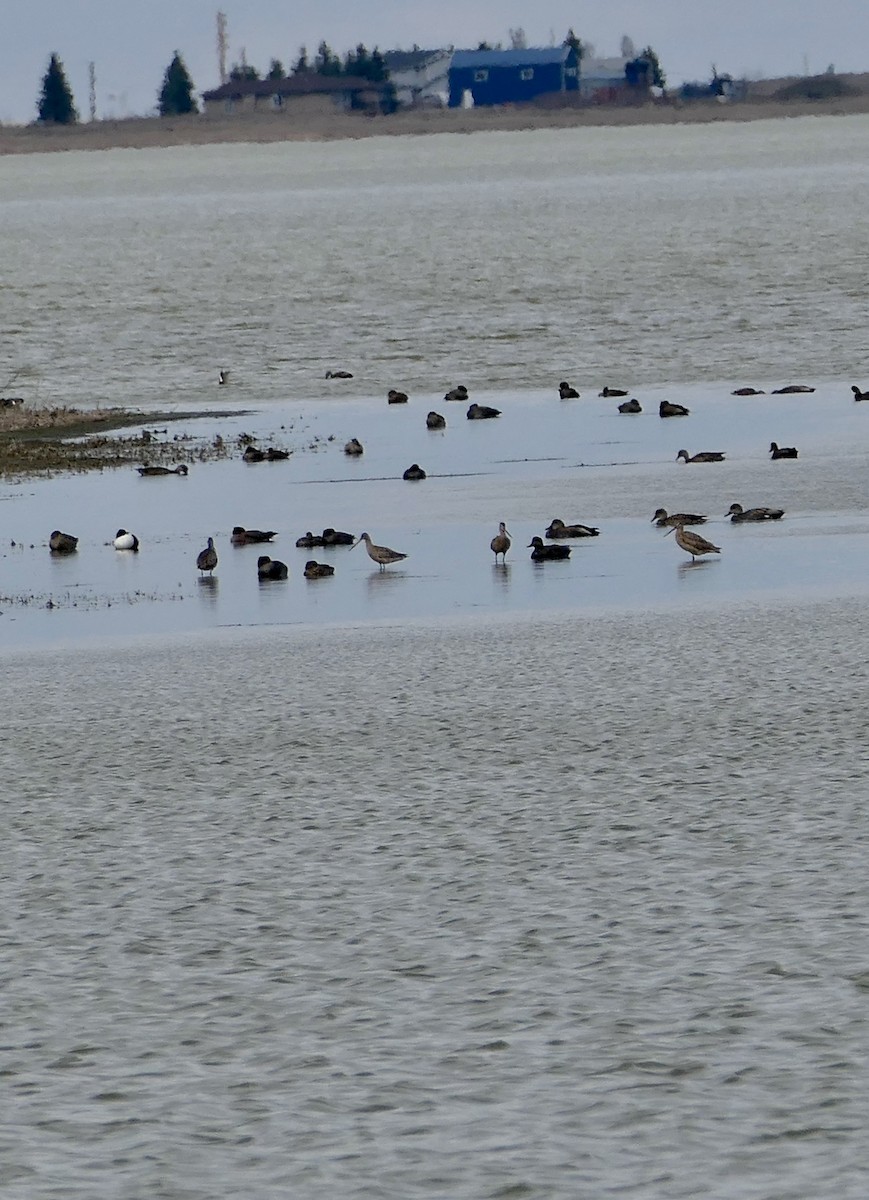 Marbled Godwit - ML617982499