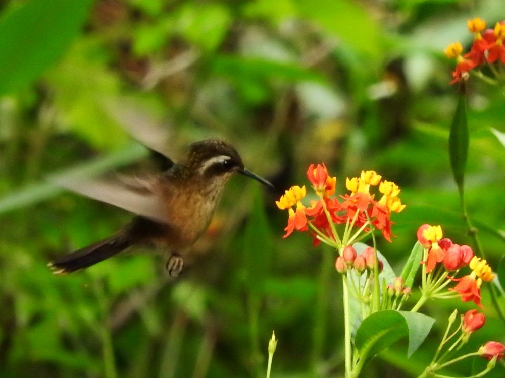 Colibri moucheté - ML617982508