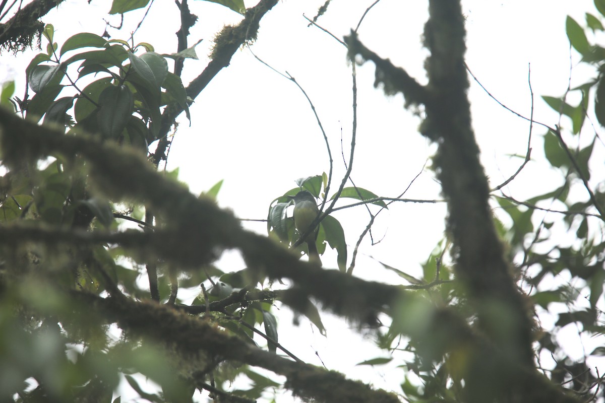 Dusky-capped Flycatcher (nigriceps/atriceps) - Desmond Allen