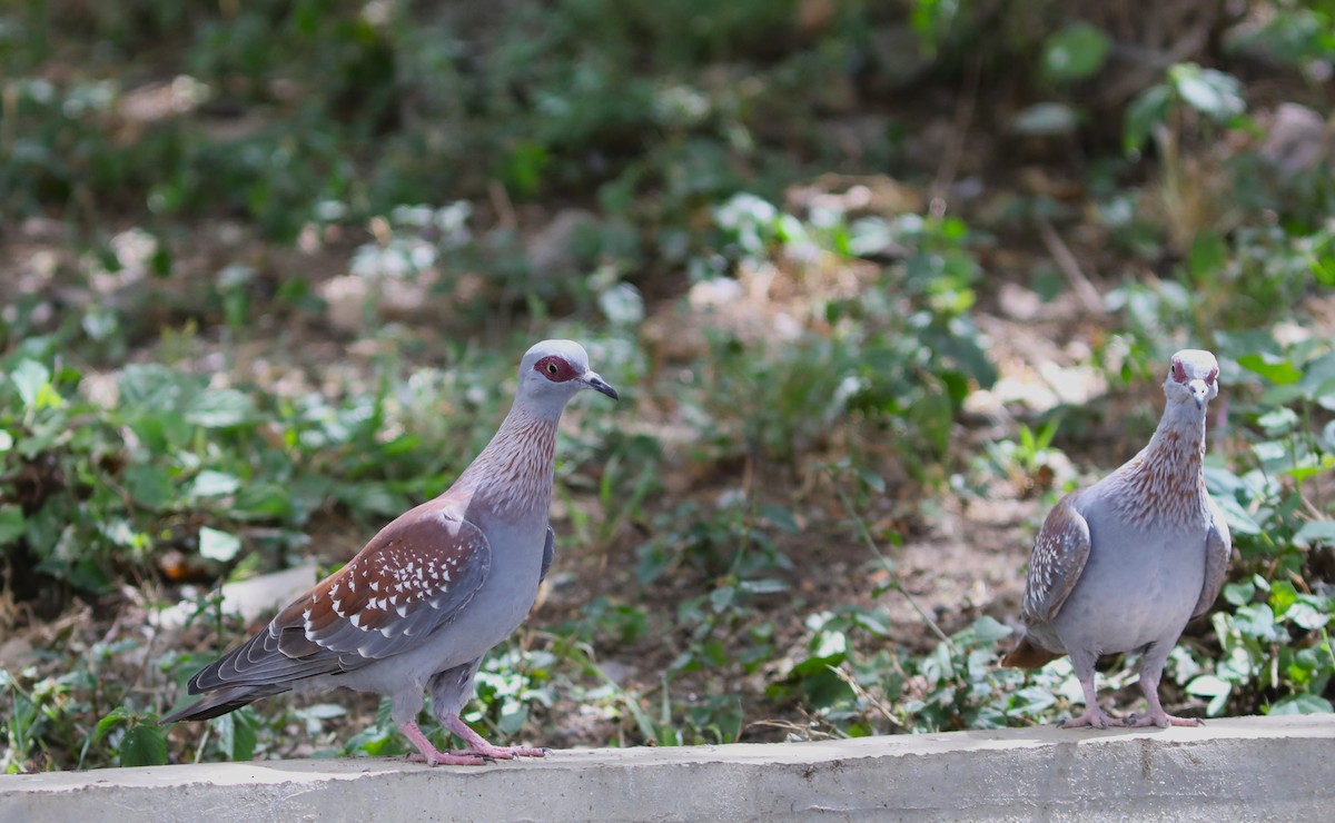 Pigeon roussard - ML617982557