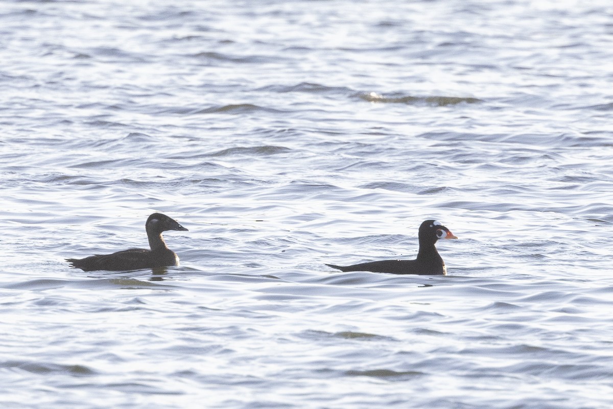 Surf Scoter - Vinayak Hebbagil