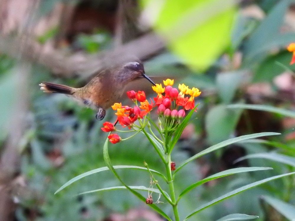 Colibri moucheté - ML617982696