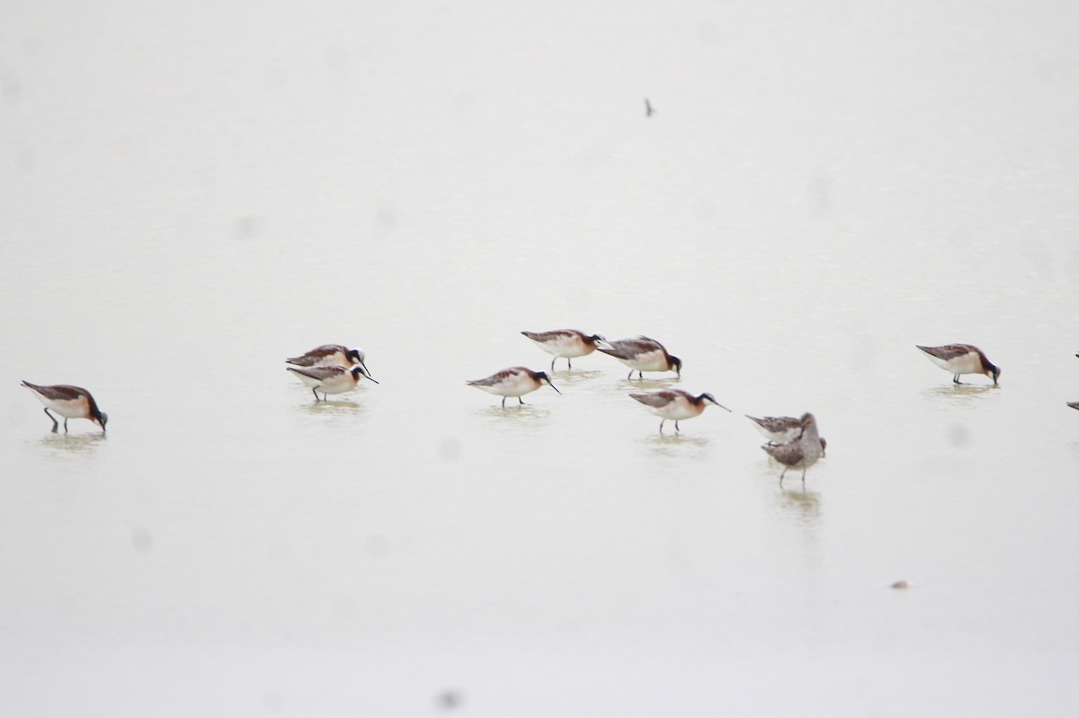 Phalarope de Wilson - ML617982711