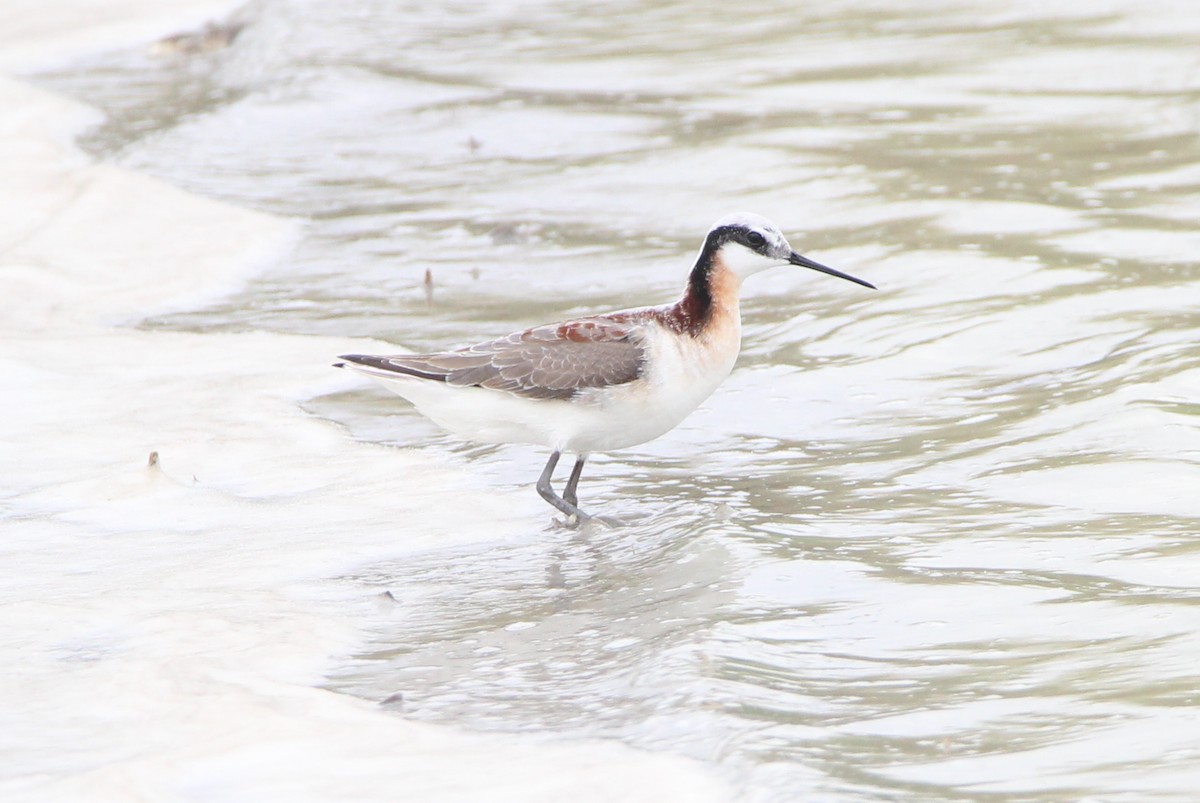 Wilson's Phalarope - ML617982721