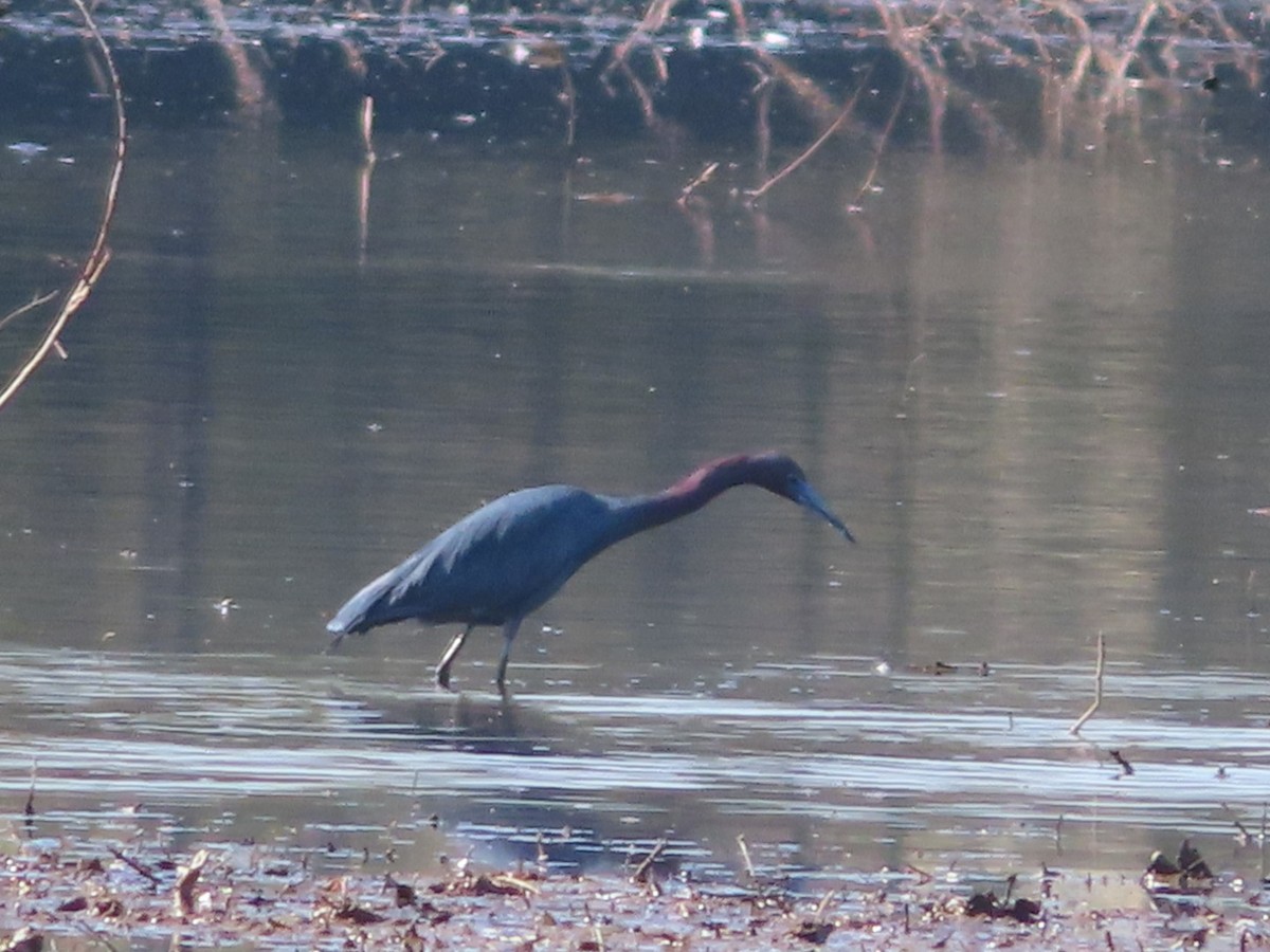 Little Blue Heron - ML617982744