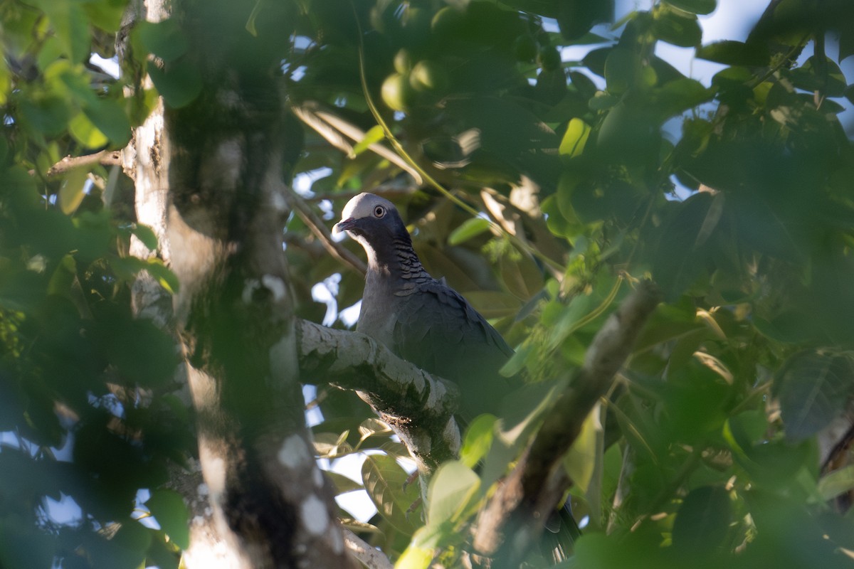 White-crowned Pigeon - ML617982785