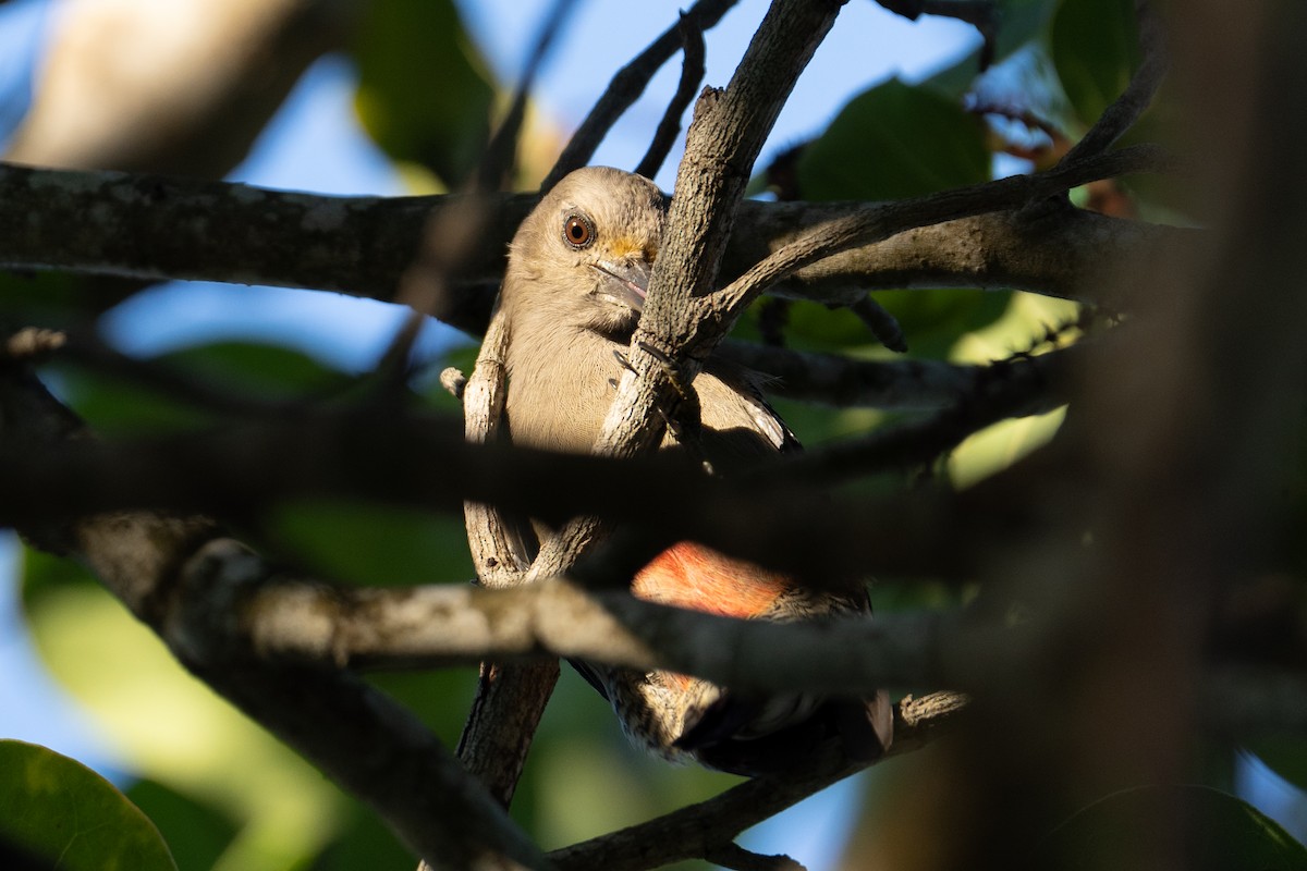 Yucatan Woodpecker - ML617982792