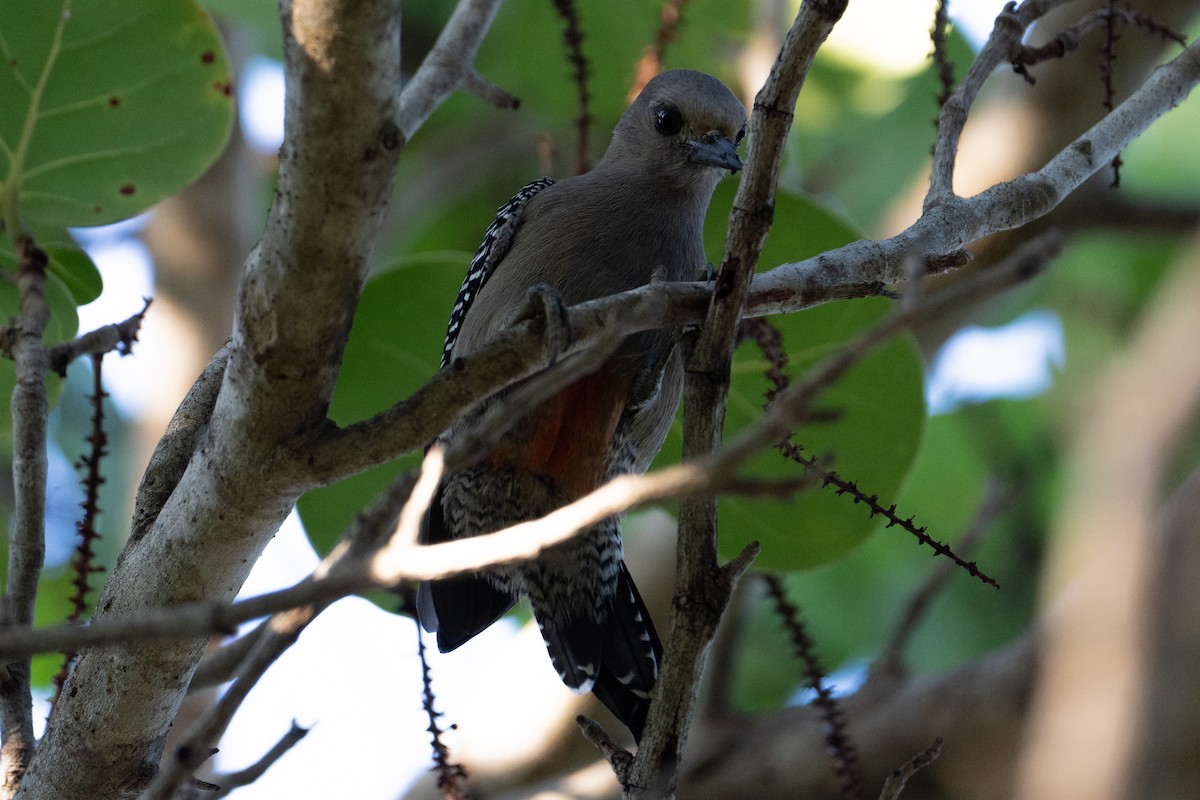 Yucatan Woodpecker - ML617982794