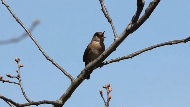 House Wren - ML617982803